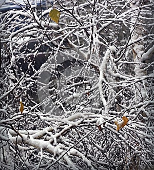 Winter background with snow-covered birch branches