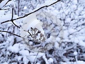 Winter background. Snow-covered branches of bushes and trees close-up. The concept of wintering, snowfall, deterioration of winter
