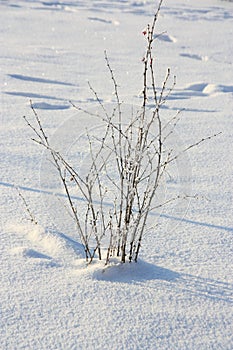 Winter Background : snow covered bush - Stock photos