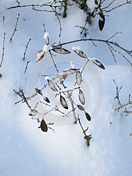 Winter Background : snow covered bush - Stock photos