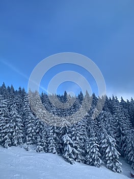 Winter background of snow covered fir trees in the mountains