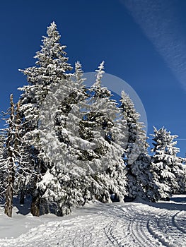 Winter background of snow covered fir trees in the mountains