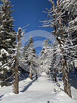 Winter background of snow covered fir trees in the mountains