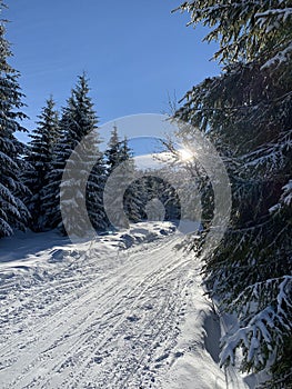 Winter background of snow covered fir trees in the mountains