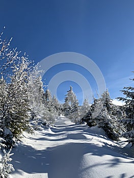 Winter background of snow covered fir trees in the mountains