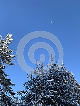 Winter background of snow covered fir trees in the mountains