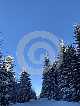 Winter background of snow covered fir trees in the mountains