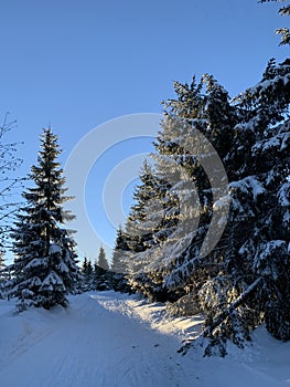 Winter background of snow covered fir trees in the mountains