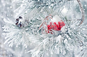 Winter background with snow-covered pine branch.