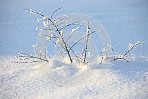 Winter Background : snow covered tree - Stock photos
