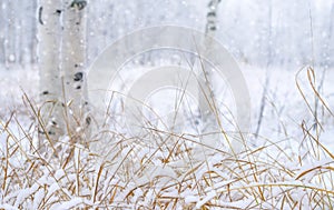 Winter background. Snow covered winter park