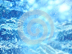 Winter background. Snow falling on pine branches.
