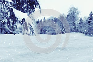 Winter background with snow and pine trees. Christmas holiday concept