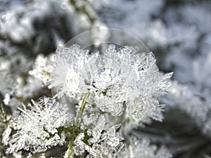 Winter background with snowflakes crystals patterns and snow on frozen grass