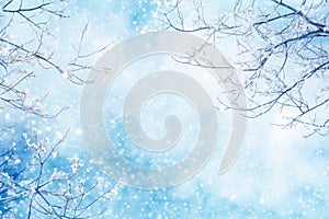 Winter background with snowy and iced branches on blue sky