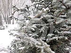 Winter background. Snowy pine trees for postcards.