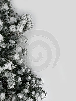 Winter background. Snowy pine trees for postcards.