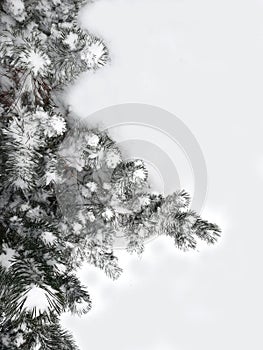 Winter background. Snowy pine trees for postcards.