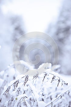 Winter background, with space for text. In the foreground plants in the snow, in the back of the winter forest blurred