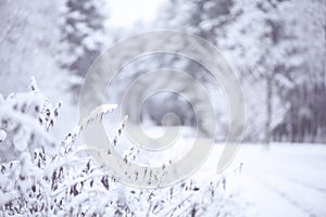 Winter background, with space for text. In the foreground plants in the snow, in the back of the winter forest blurred