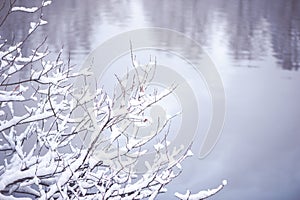 Winter background, with space for text. Tree branches covered with snow against the background of a blurry lake