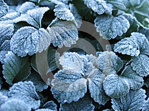 Winter background of strawberry leaves in frost