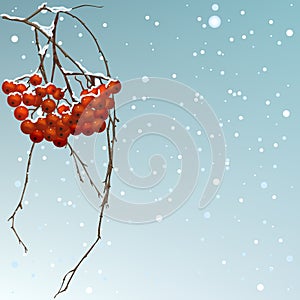 The winter background thread rowan. photo