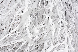 Winter background. Tree braches covered with snow