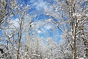 Alberi coperto un la neve 