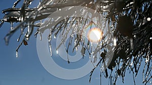 Winter background with tree covered ice in garden