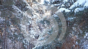Winter background, trees in the snow. slow motion video. Christmas evergreen spruce tree with fresh snow . frozen Pine