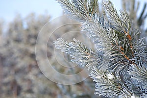 Winter background for wallpaper. Pine trees covered with hoarfrost. Landscape. December