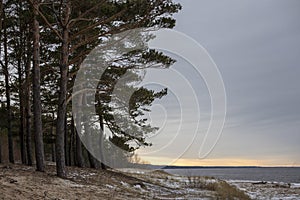 Winter baltic beach with sand, pine and grass