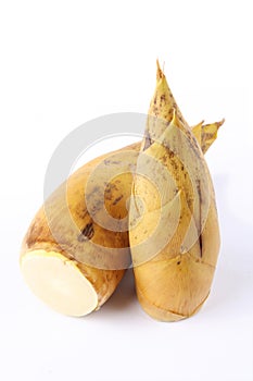 Winter bamboo shoots photo