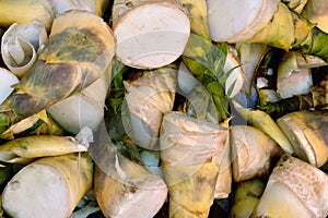 Winter bamboo shoots as vegetable