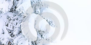 Winter banner background with pine tree covered by heavy snow