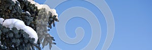 Winter banner with fir sprigs in the snow. Snowy tree on a blue background