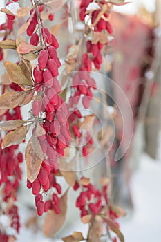 WINTER BARBERRIES