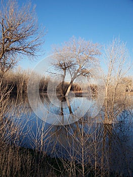 Winter bare cottonwoods and salt cedars reflecting in a stretch of water in Bosque del Apache National Wildlife Refuge New Mexico