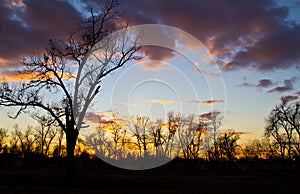 Winter Bare Tree at Sunset