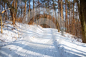 winter beautiful day park land walking road in December snow cover and trees environment