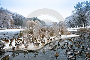 Winter beautiful day in park near frozen lake with