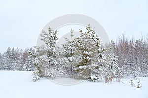 Winter beautiful landscape with trees covered with hoarfrost