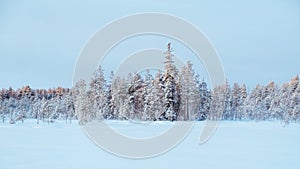 Winter beautiful landscape with trees covered with hoarfrost