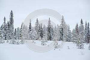 Winter beautiful landscape with trees covered with hoarfrost