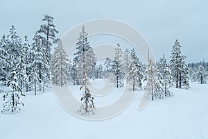 Winter beautiful landscape with trees covered with hoarfrost