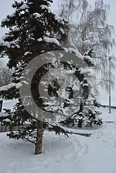 Winter beautiful promenade with birches, trees and white snow. Embankment along the Dnieper River in the city of Dnipro