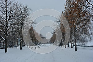 Winter beautiful promenade with birches, trees and white snow. Embankment along the Dnieper River in the city of Dnipro