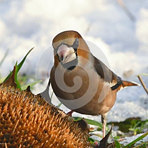 Winter beginn,hawfinch bird in wintertime