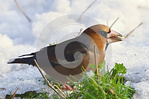 Winter beginn,hawfinch bird in wintertime